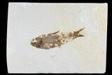 Fossil Fish (Knightia) - Wyoming #108300-1